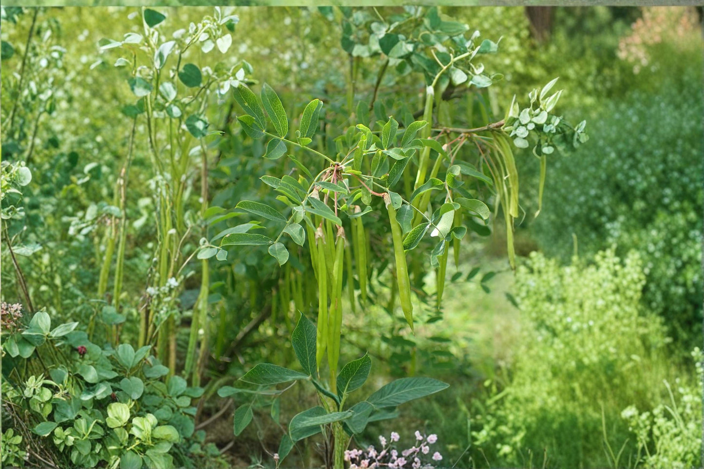 Siberian Peashrub Seeds – Caragana arborescens Deciduous Flowering Shrub, Hardy Ornamental Hedge Plant, Yellow Flowers, 30 Seeds