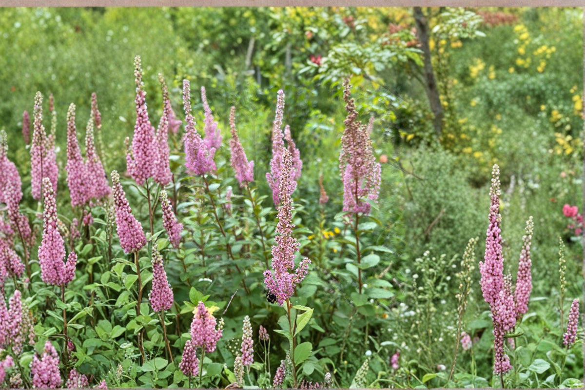 Steeple Bush Flower Seeds 100 Pack | Spiraea tomentosa Pink Blooming Ornamental Shrub for Pollinator Gardens