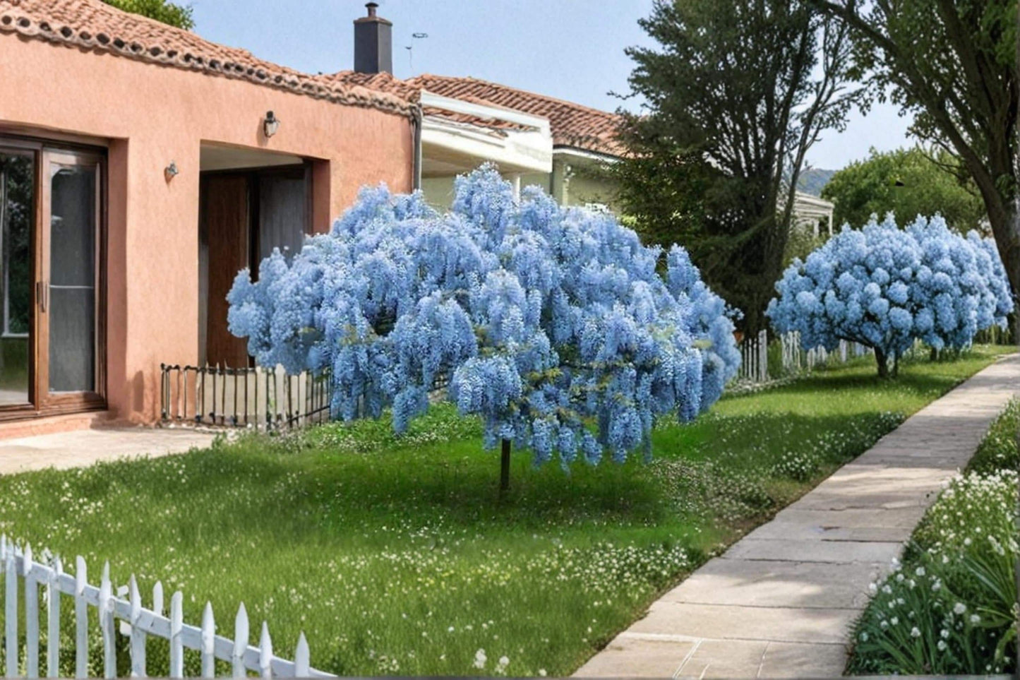 Blue Moon Wisteria Seedling – Wisteria macrostachya Flowering Vine for Garden, Climbing Plant, Lavender Blue Flowers