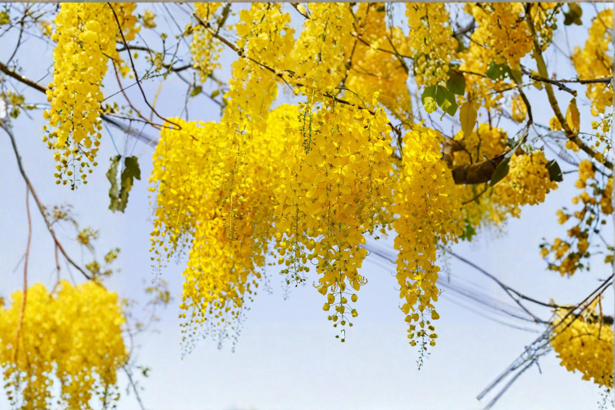Golden Shower Tree Seeds – Cassia fistula Flowering Ornamental Tree with Yellow Blooms for Landscaping