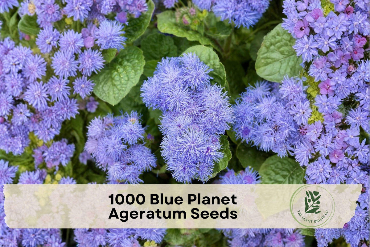Blue Planet Ageratum Seeds – 1,000 Pack of Ageratum houstonianum Blue Flowers for Borders, Containers & Garden Beds