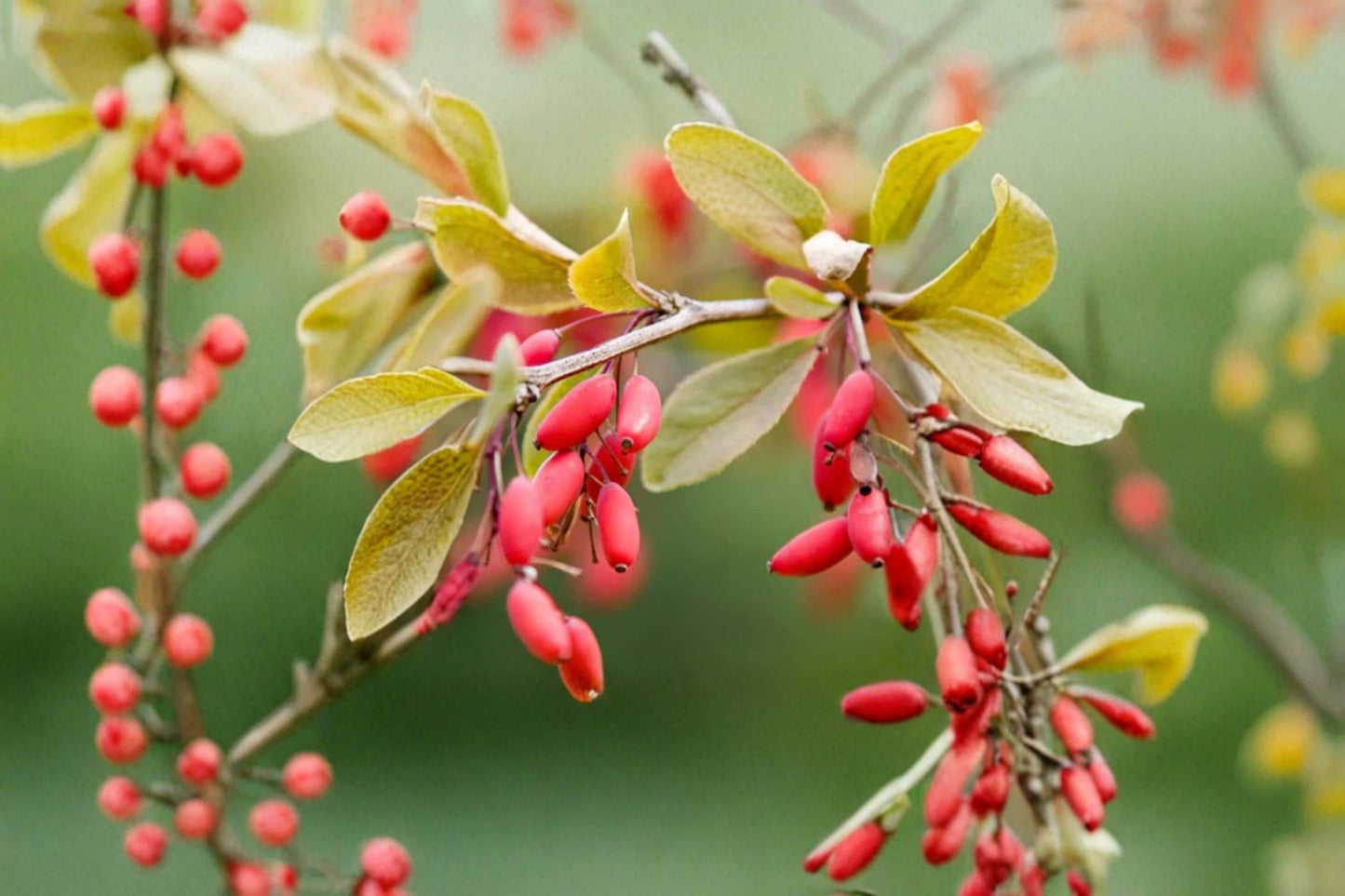 Barberry Seeds 10 Pack | Berberis vulgaris Ornamental Shrub for Hedges & Gardens