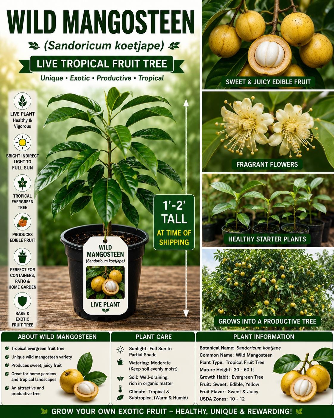 Wild Mangosteen Live Plant 1-2 ft Tropical Fruit Tree Sandoricum koetjape Starter Plant