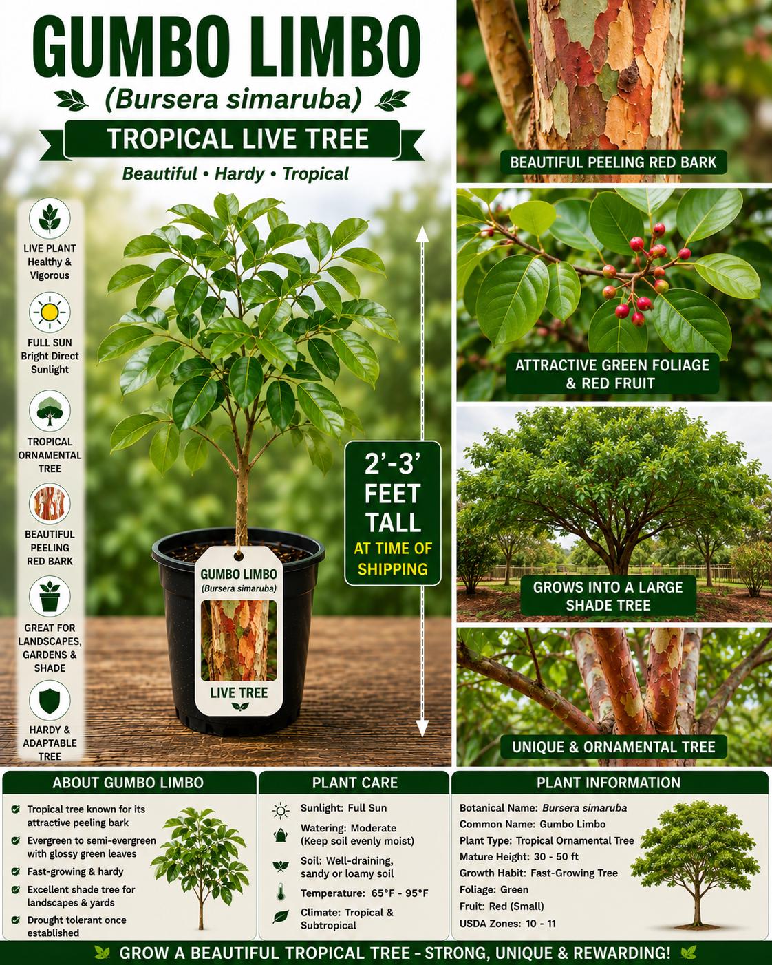 Gumbo Limbo Live Tree 2-3 ft Tall – Tropical Shade Tree Bursera simaruba Starter Plant for Landscaping