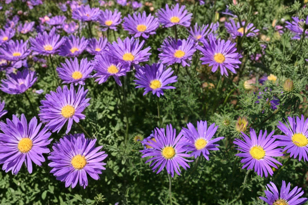 Tahoka Daisy Seeds 150 – Prairie Aster, Lavender Blue Flowers, Machaeranthera tanacetifolia, Wildflower, Drought Tolerant, Annual