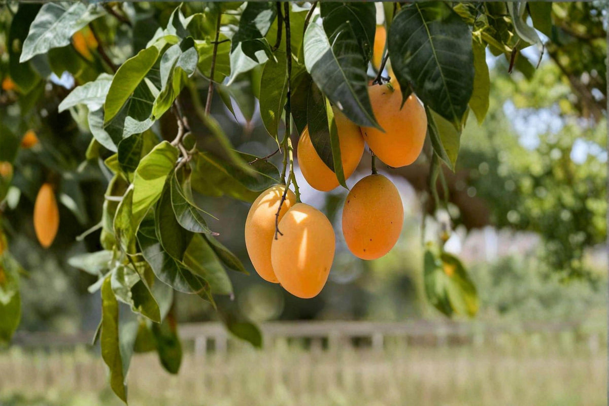 Mango Seeds – Mangifera indica Tropical Fruit Tree Seeds for Planting, Garden, Patio, Exotic Fruit