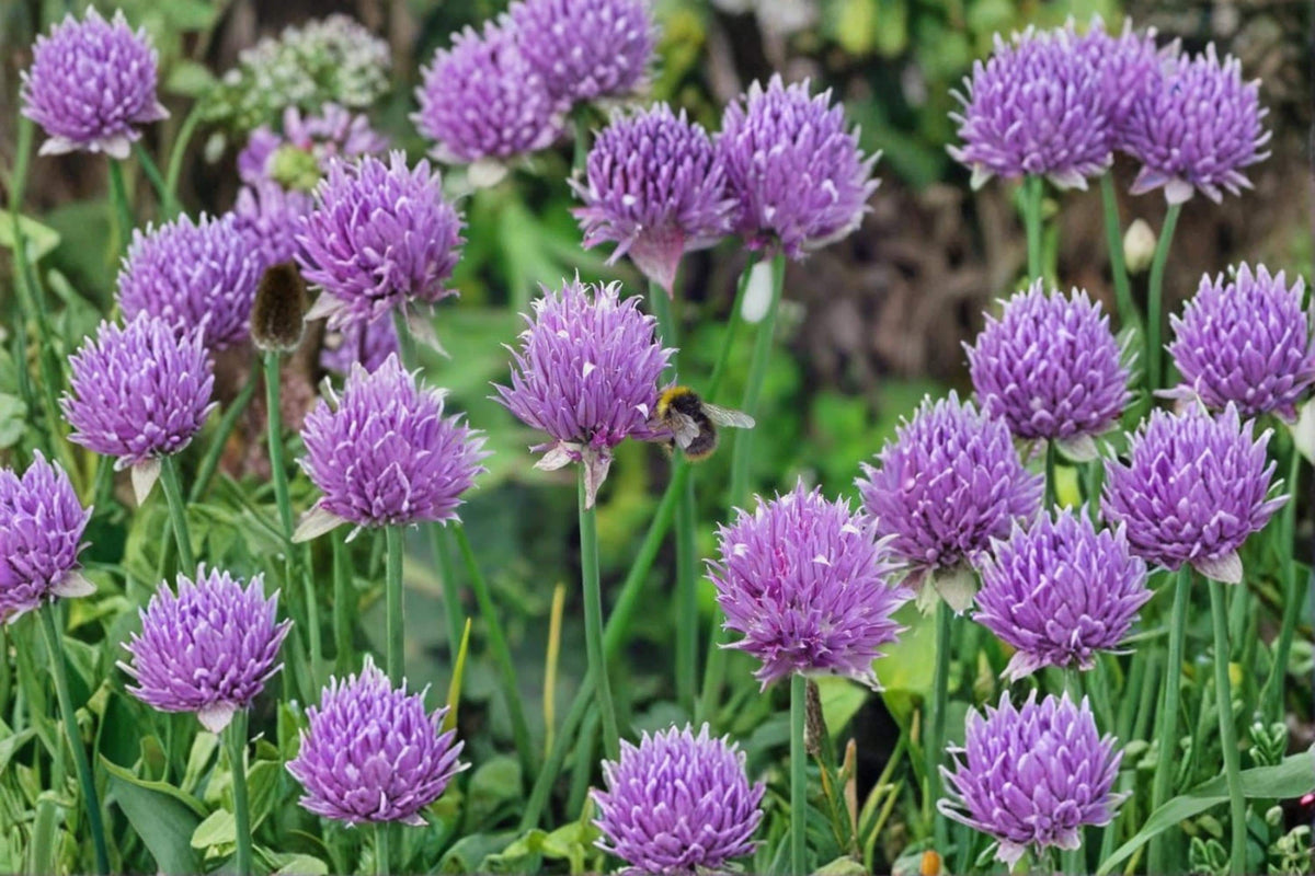 Wild Chives Seeds – Allium schoenoprasum Herb Seeds for Planting, Perennial, Edible Garden, Container Herb, Purple Flowers