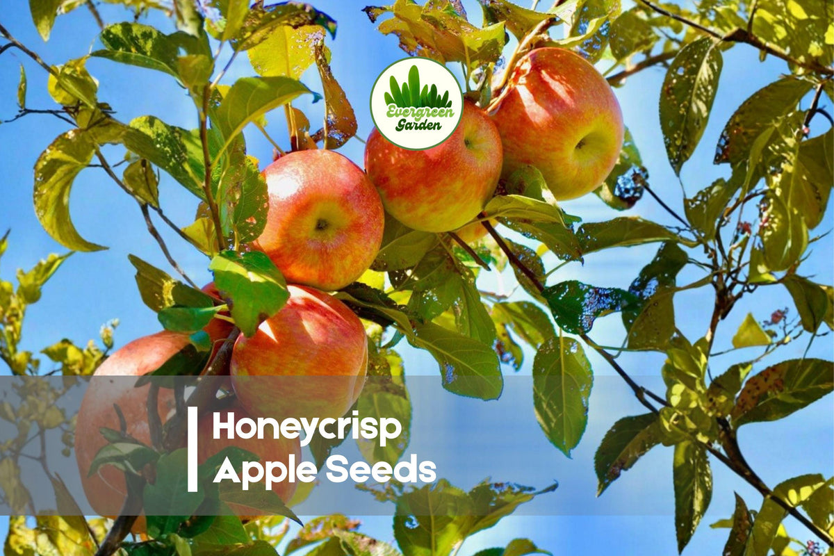 Honeycrisp Apple Seeds – 25+ Fresh Malus domestica for Home Orchard, Garden, Edible Landscape