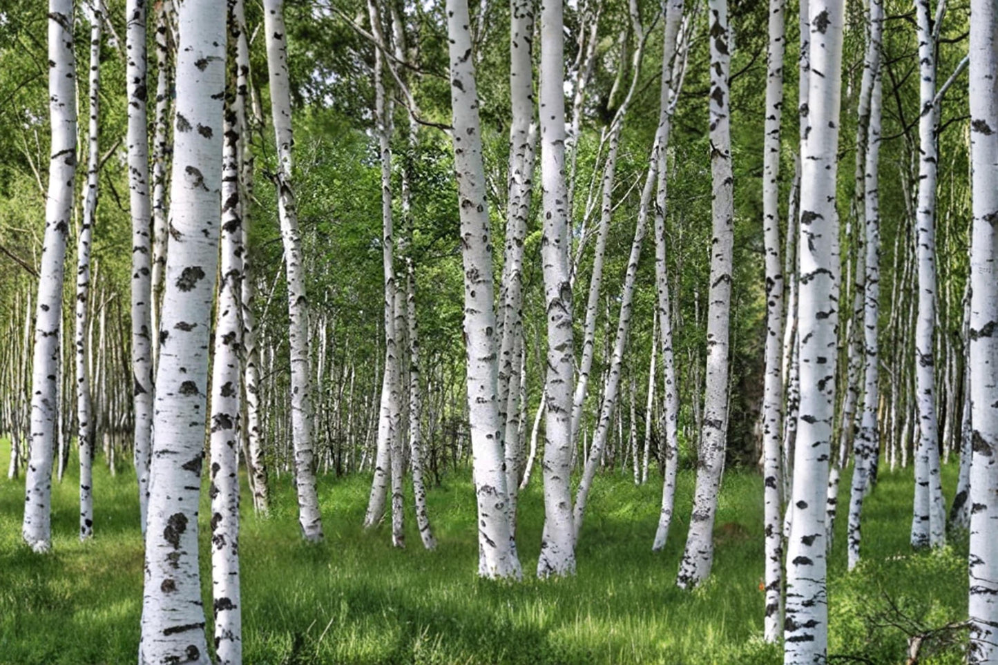 White Paper Birch Seeds – Betula papyrifera Ornamental Tree for Bonsai, Landscaping & Garden Planting