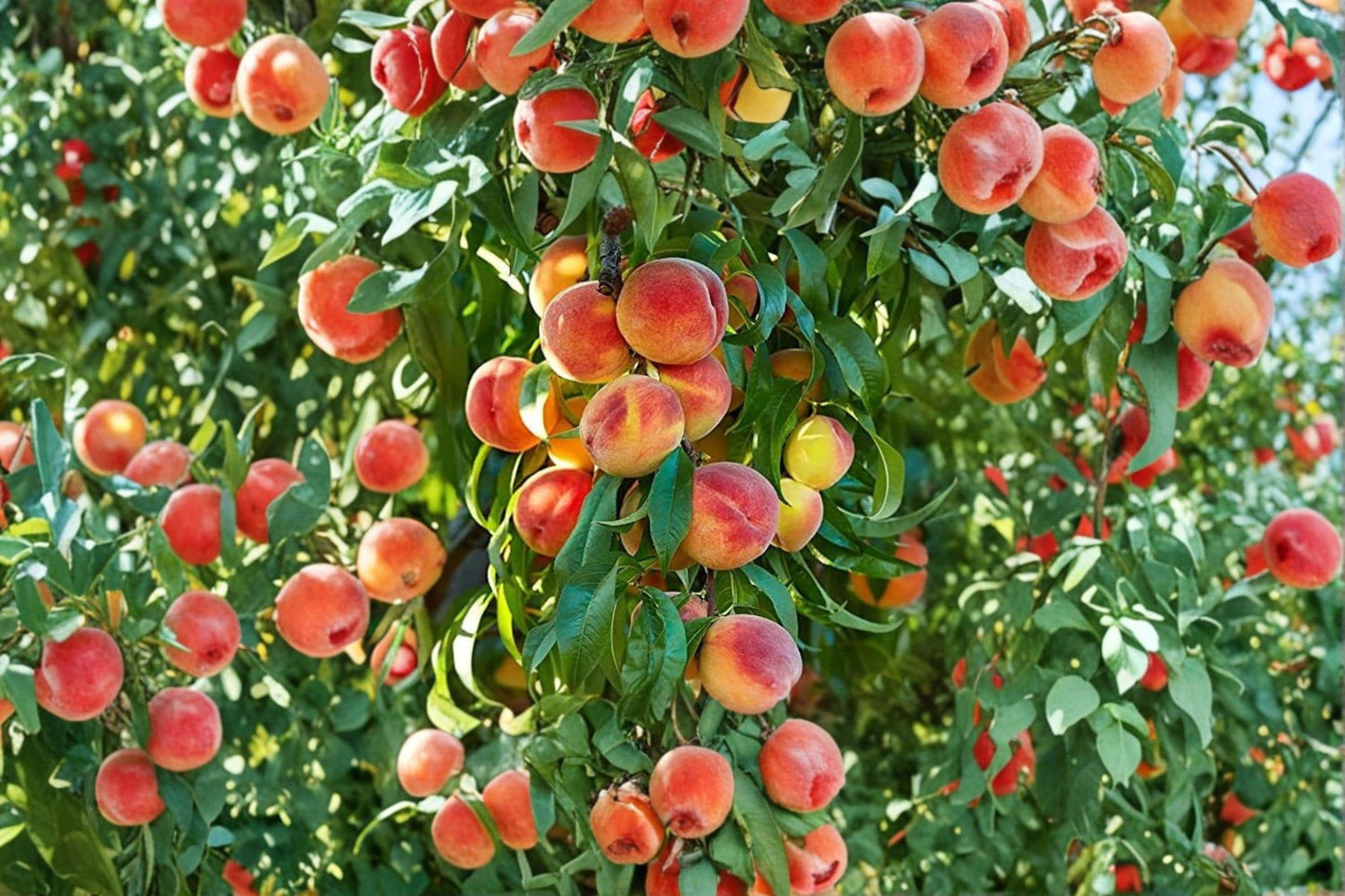 Peach Bonsai Tree Seeds – Prunus persica Fruitful Ornamental Dwarf Bonsai for Patio & Garden