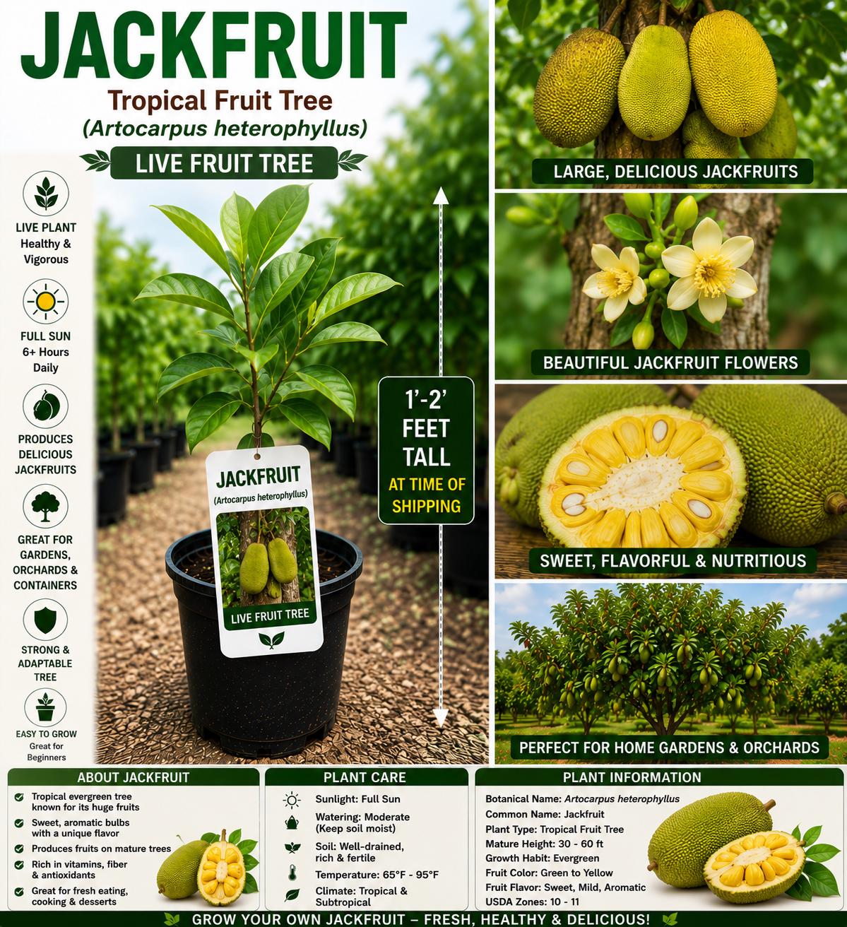 Jackfruit Live Fruit Tree – 1-2 Feet Tall – Artocarpus heterophyllus – Tropical Edible Tree for Garden or Orchard