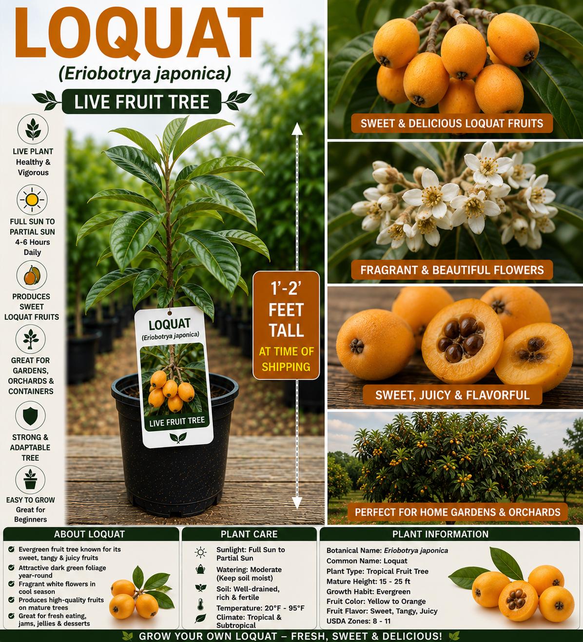 Loquat Live Fruit Tree 1–2 Feet Tall, Eriobotrya japonica, Edible Landscape, Garden Fruit Tree, Small Fruit Tree for Home Orchard