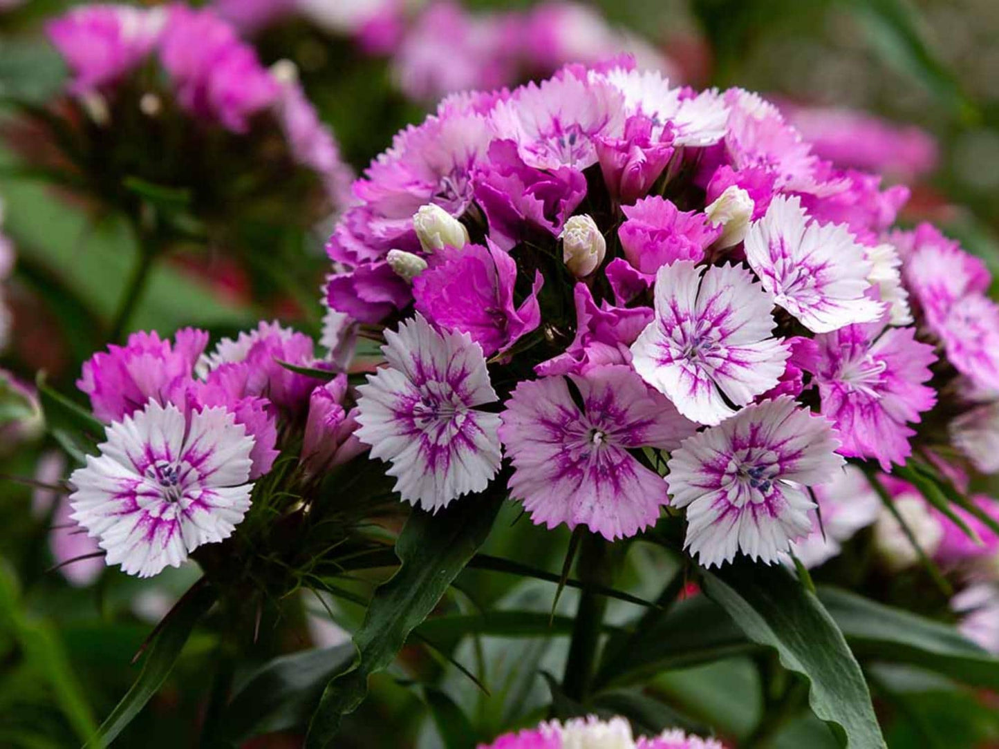 100 Sweet William Seeds – Dianthus barbatus Wildflower Seeds for Pollinator Garden, Cottage Garden, Natural Landscape