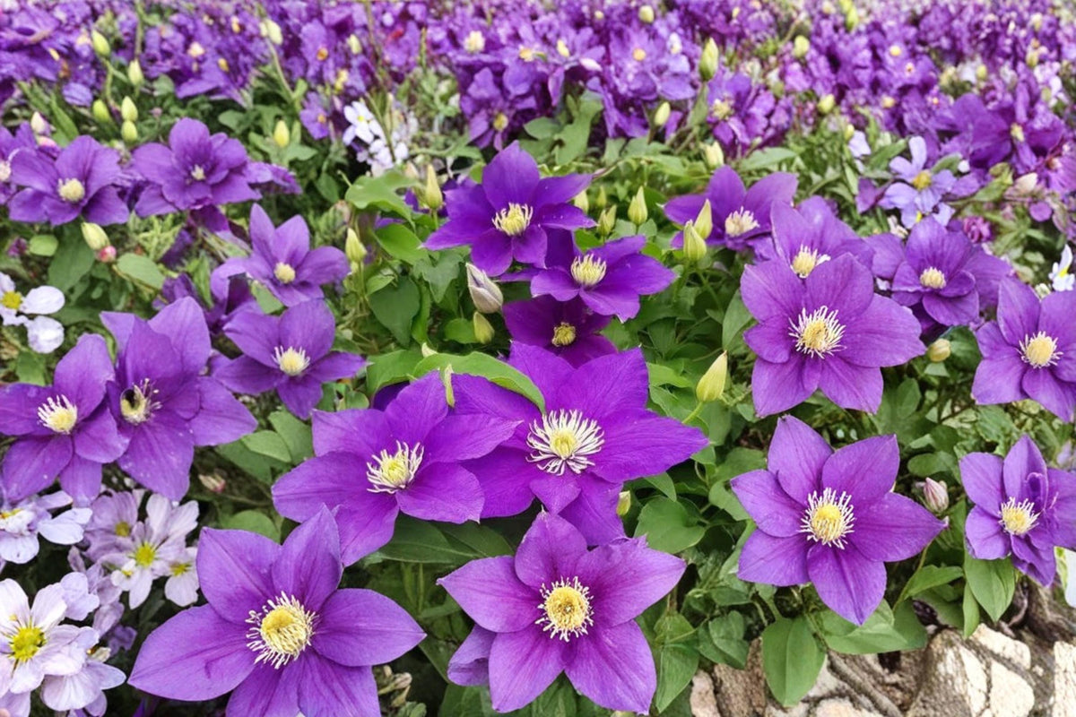 Purple Clematis Seeds – Perennial Flowering Vine, Climbing Plant, Clematis occidentalis, Ornamental Garden Seeds