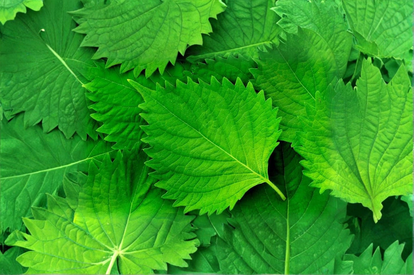 Green Shiso Seeds – Perilla frutescens Culinary Herb for Garden, Container, Herb Garden