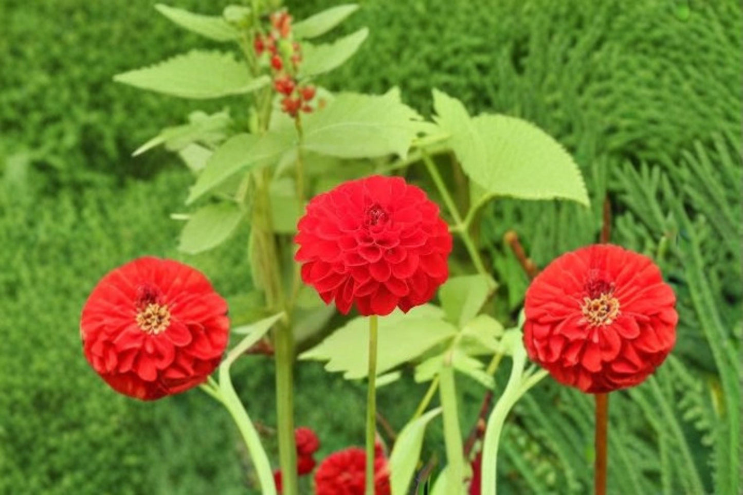 Dahlia Ball ‘Red Cap’ Tubers 3 Pack – Red Flowering Ornamental Garden Bulbs for Borders & Containers