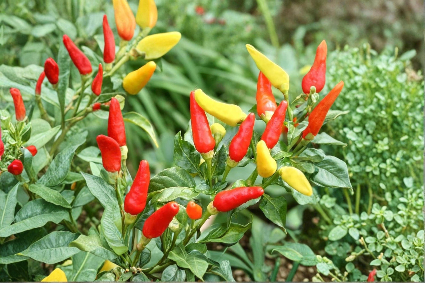 Tabasco Hot Pepper Seeds for Planting, Capsicum frutescens, Spicy Chili Pepper Vegetable Garden Seeds
