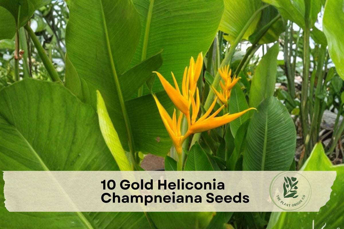 10 Gold Heliconia Champneiana Seeds – Tropical Ornamental Plant with Golden Yellow Bracts & Banana-Like Foliage