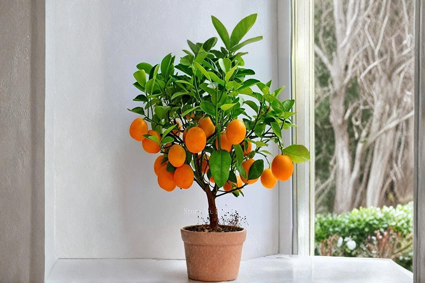 Dwarf Orange Bonsai Seeds – Citrus spp. – Compact Ornamental Citrus Tree for Indoor & Patio Gardening