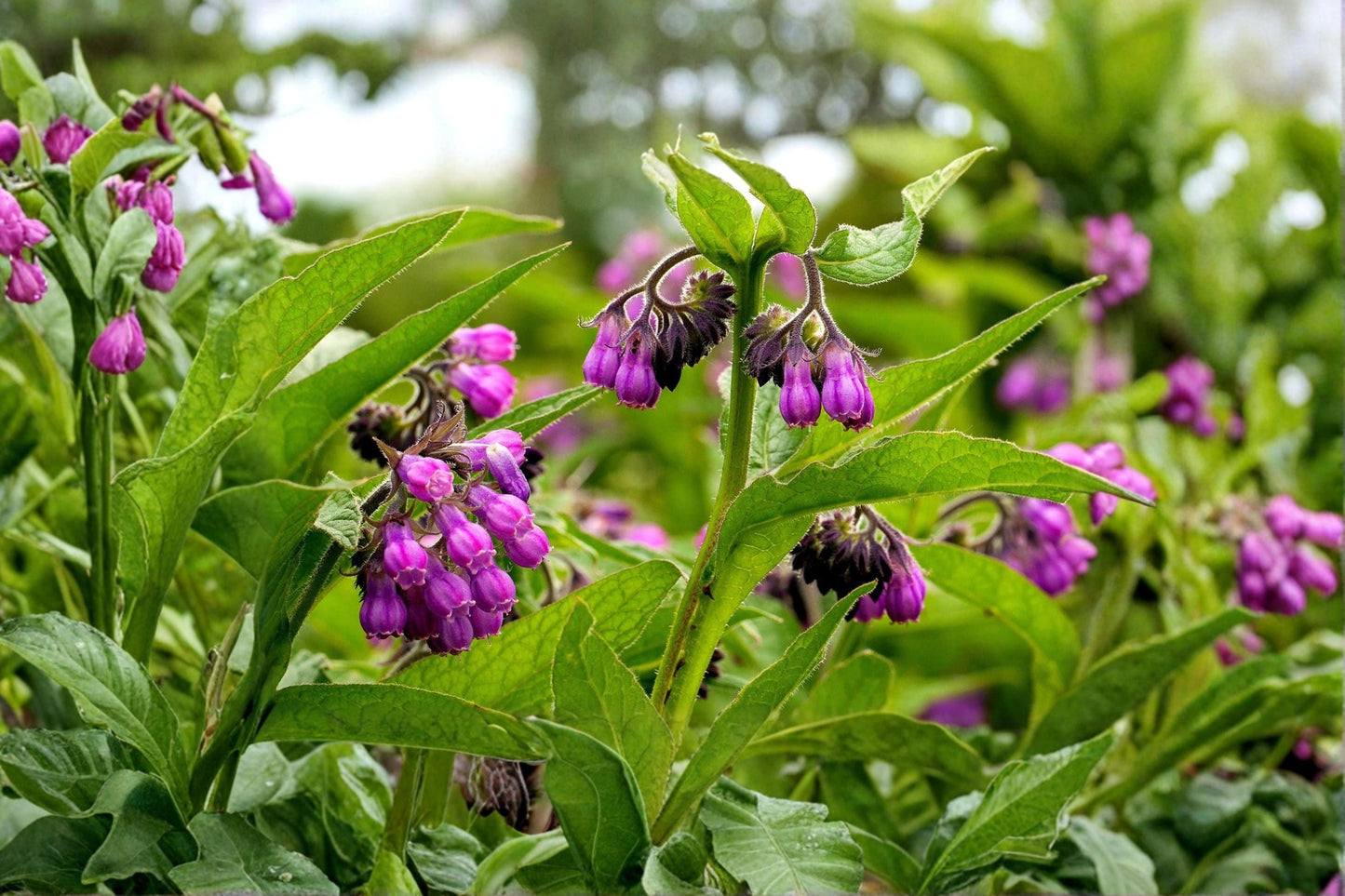 True Comfrey Seed – Symphytum officinale Perennial Herb for Cottage & Pollinator Gardens