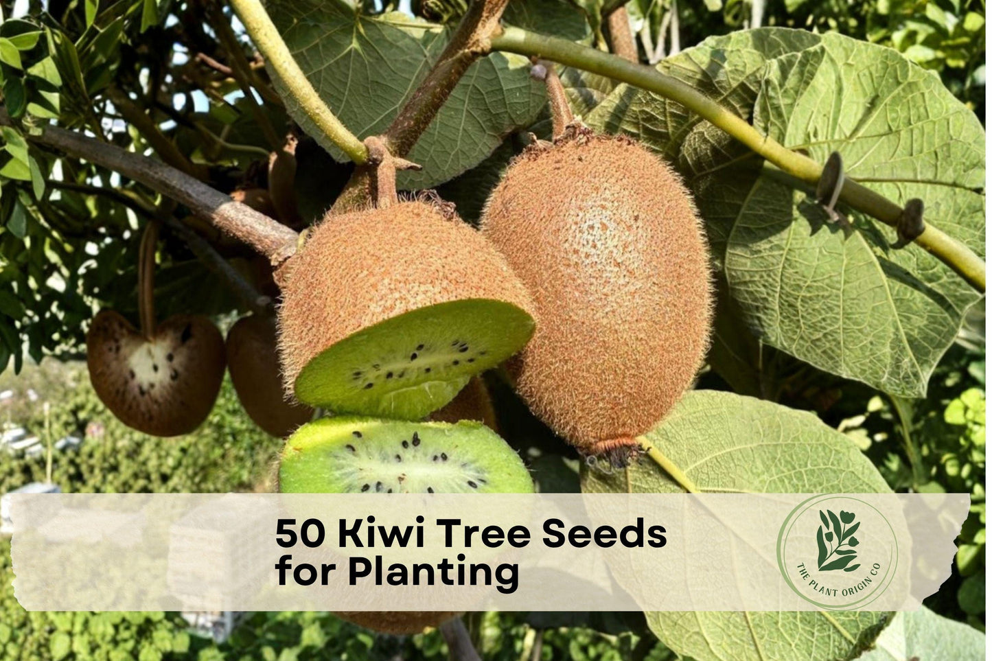 50 Kiwi Tree Seeds for Planting – Actinidia chinensis Climbing Vine for Garden Trellises & Edible Landscapes