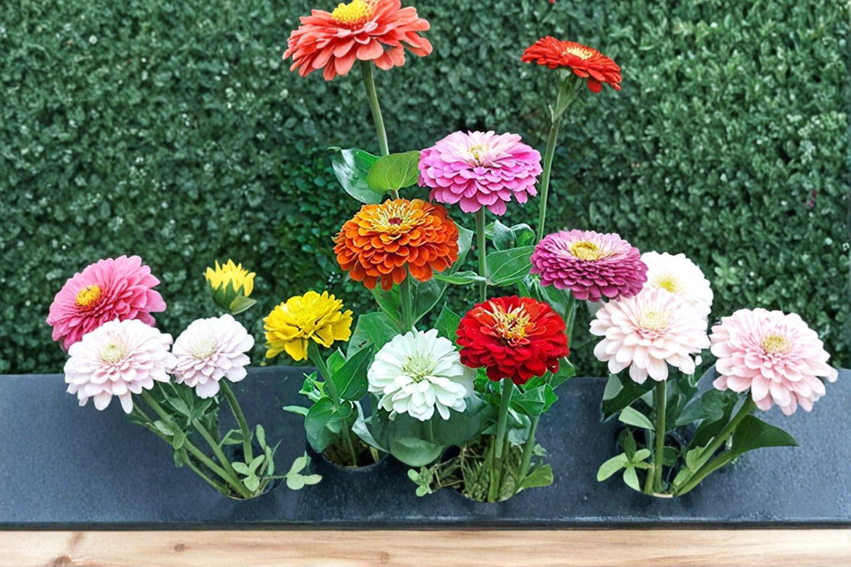 Giant California Zinnia Seeds – Zinnia elegans Annual Flower Seeds for Garden, Borders & Cut Flowers, Vibrant Colorful Blooms