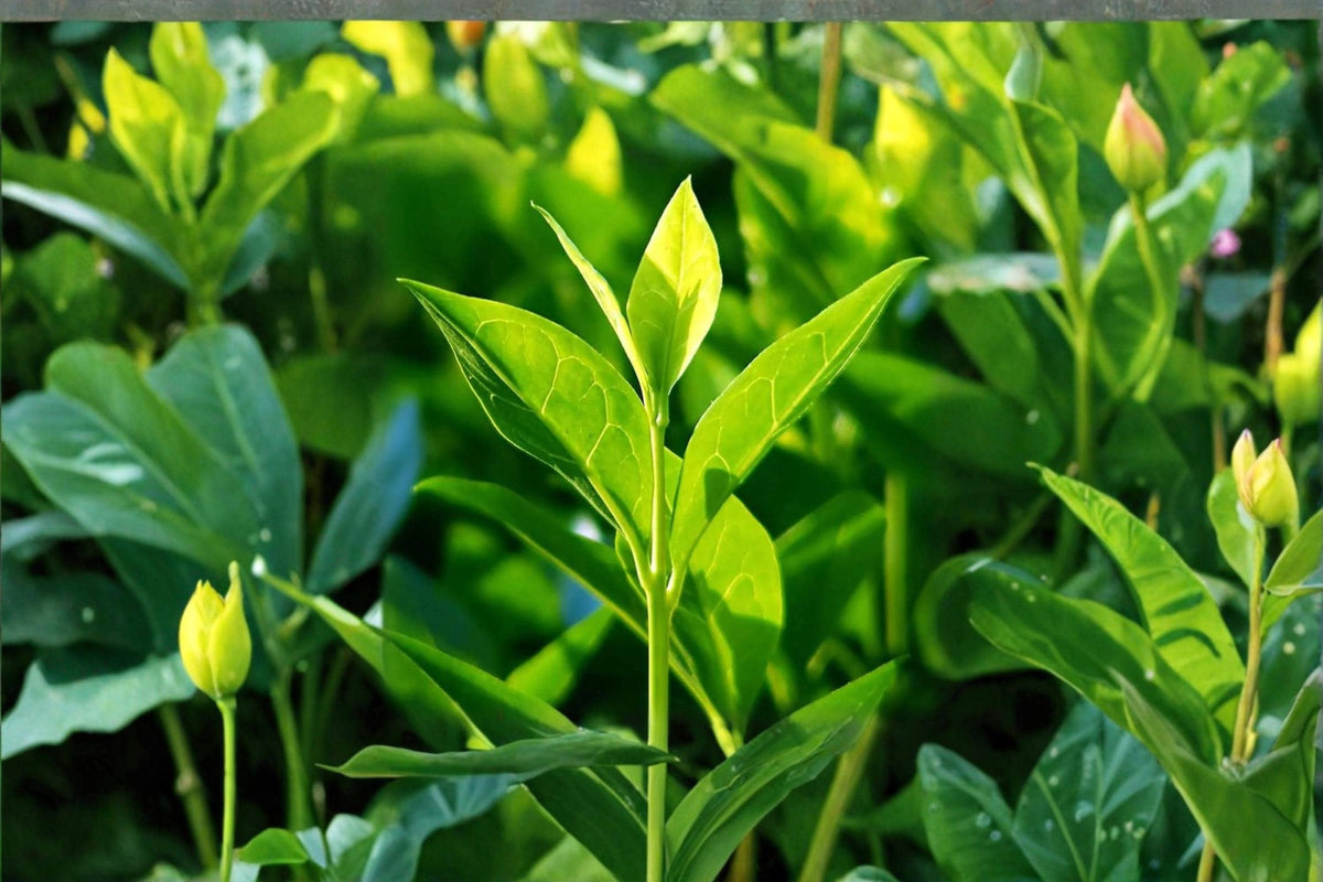 Tea Plant Seeds – Camellia sinensis Evergreen Shrub for Garden, Container & Botanical Collections
