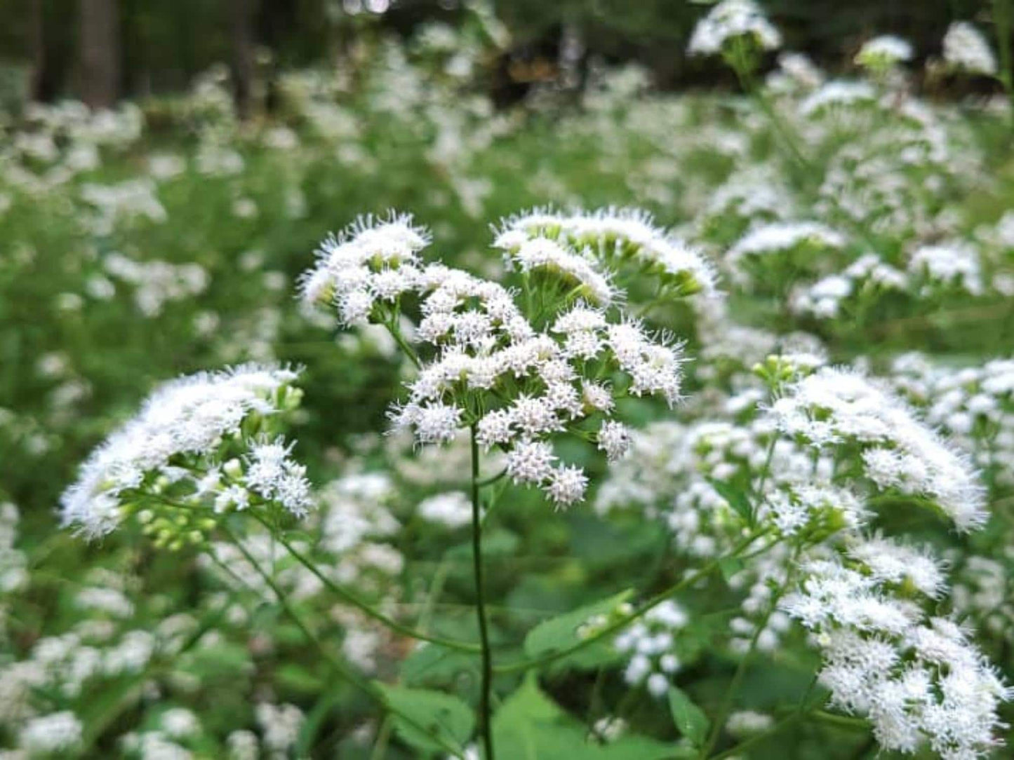 White Snakeroot Seeds – Ageratina altissima Wildflower Seeds for Pollinator Gardens, Cottage, Meadow & Natural Landscapes