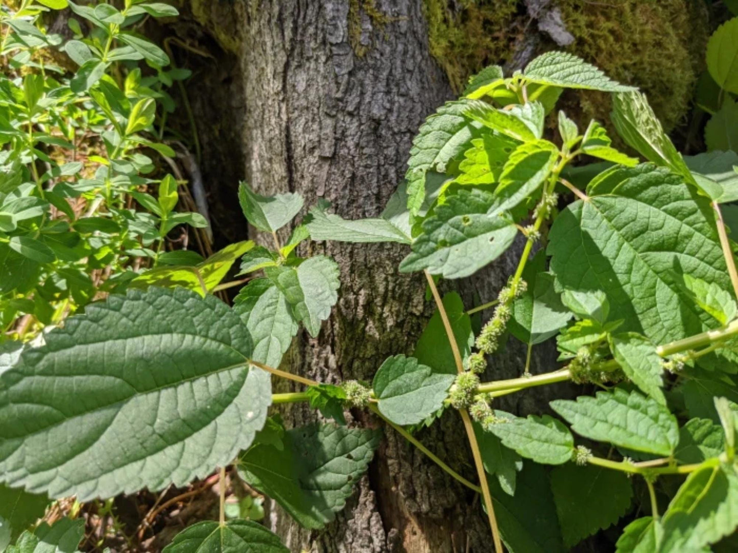 Smallspike False Nettle Seeds – Boehmeria cylindrica Wildflower Seeds for Pollinator Gardens, Cottage Garden, Natural Landscape