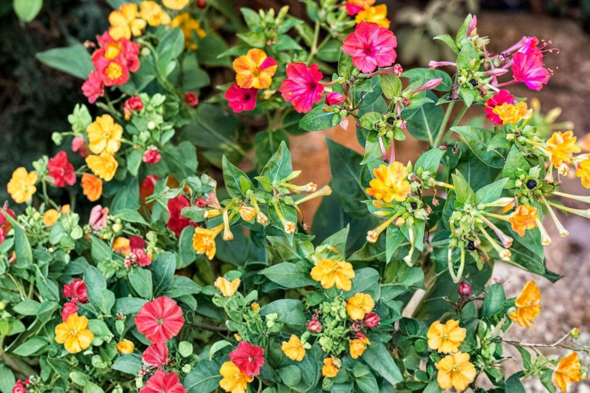 Four O'Clocks Seeds – Mirabilis jalapa Mixed Colors – Colorful Annual Flower Seeds for Garden Beds and Borders