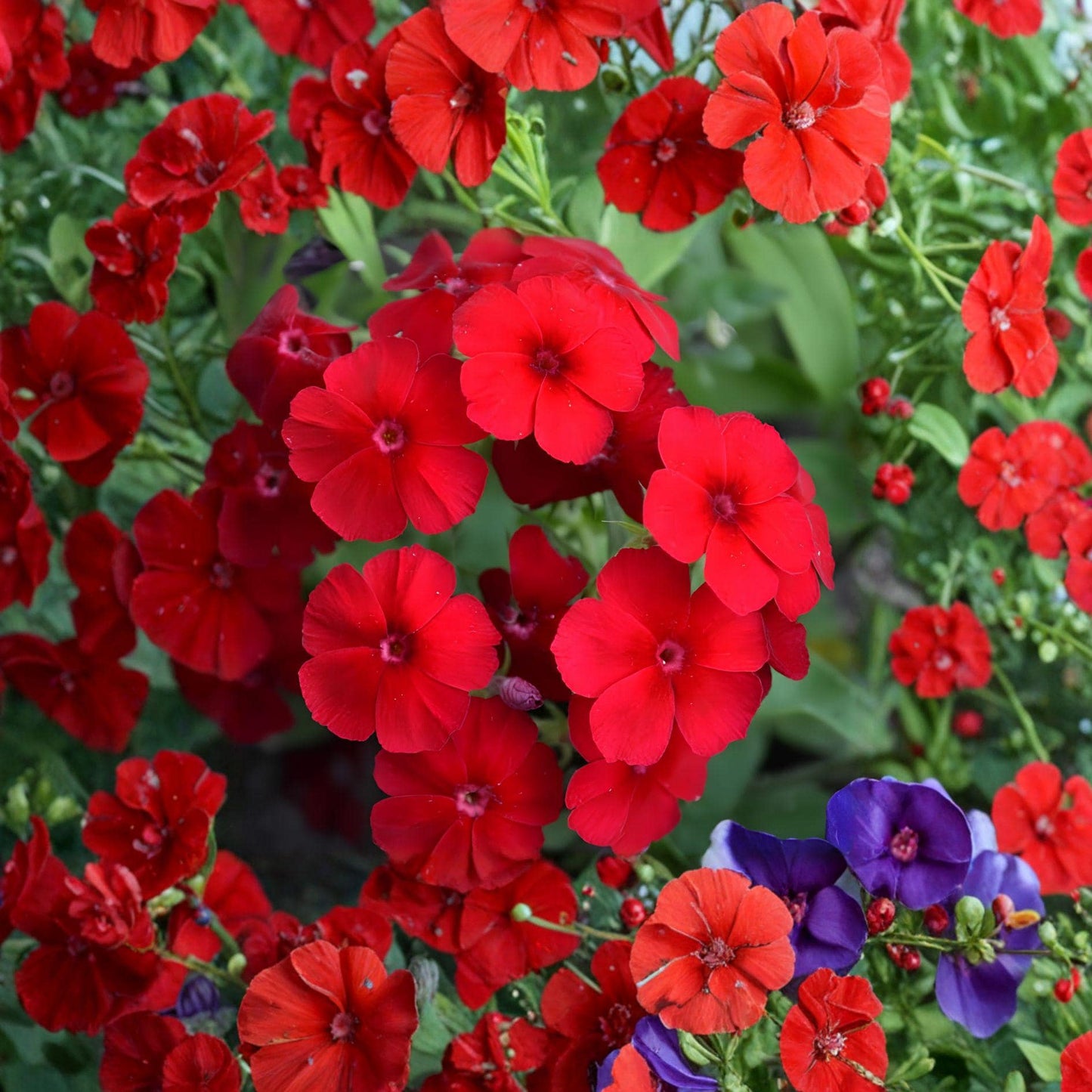 Drummond Phlox Red Seeds – Annual Flower, Vibrant Red Blooms, Pollinator Attractant, Phlox drummondii, 100 Seeds