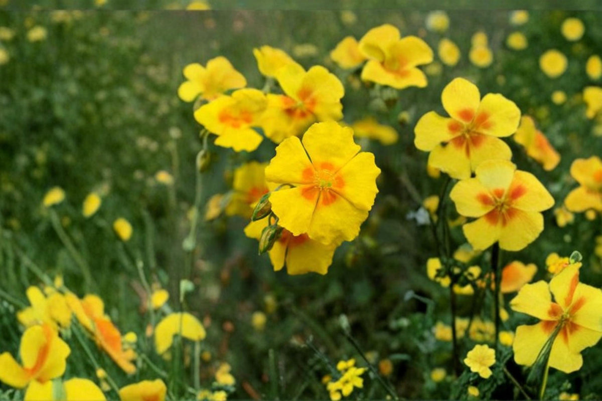 Dwarf Creeping Rock Rose Seeds, Helianthemum nummularium, Ground Cover, Flowering Perennial, Sunny Garden, Rock Garden, Border Plant