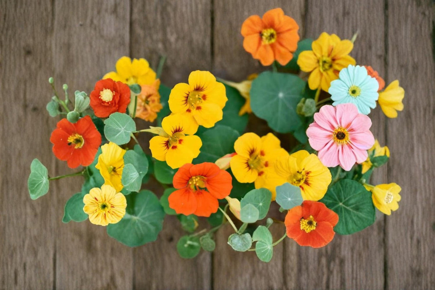 Nasturtium Seeds | Trailing Mix Flowering Vine | Tropaeolum majus | Garden, Hanging Baskets, Landscaping