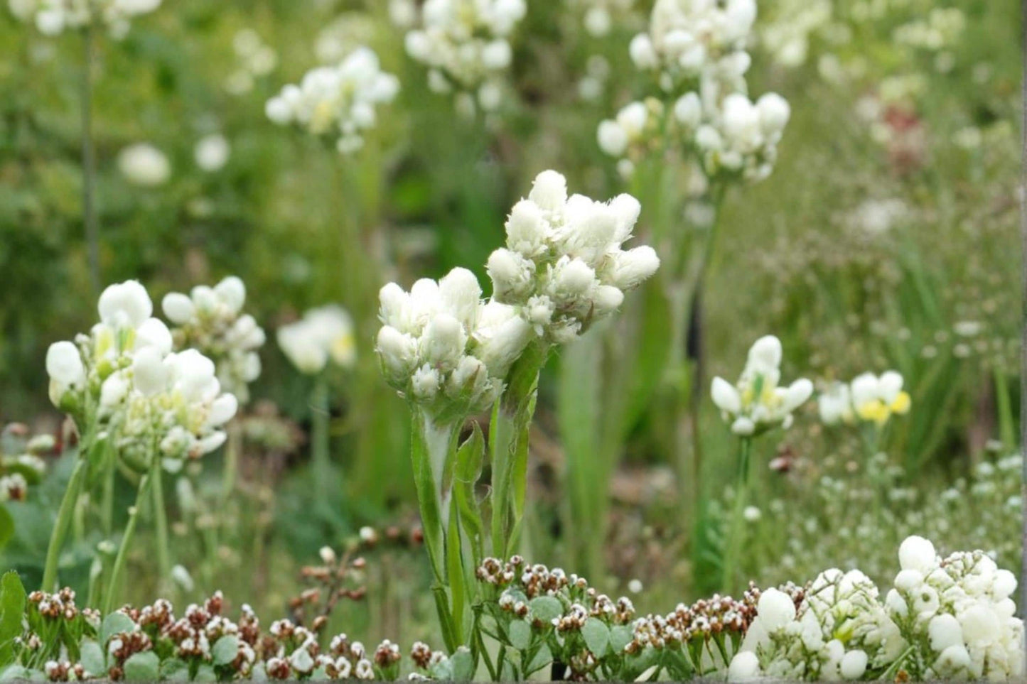 Pussytoes White Seeds – Antennaria dioica Ground Cover Perennial for Rock Gardens and Landscaping