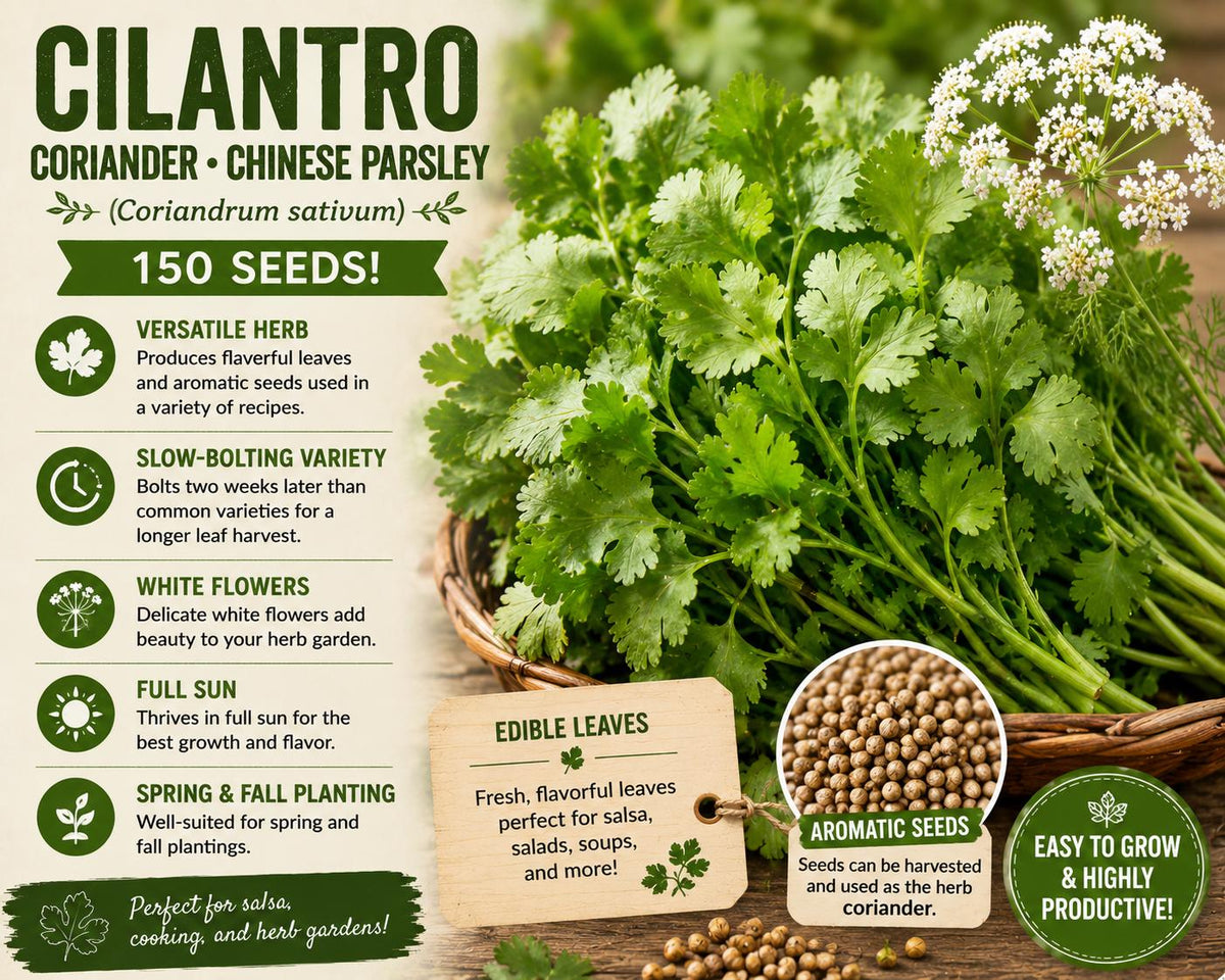 Cilantro Seeds 150 Pack – Coriandrum sativum, Long-Standing Annual Herb for Garden, Container, and Herb Gardens