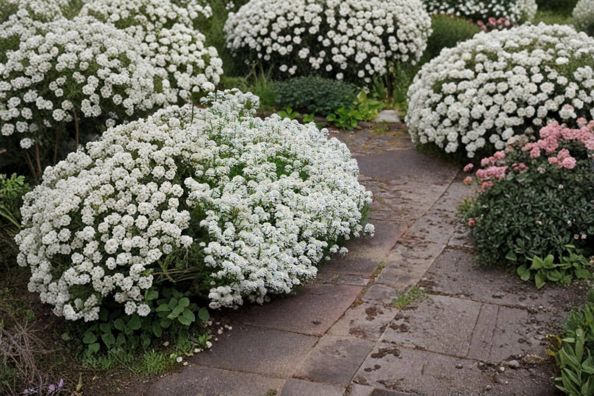 Candytuft Wildflower Seed – Iberis sempervirens Ground Cover Flower for Rock Gardens & Landscape Planting