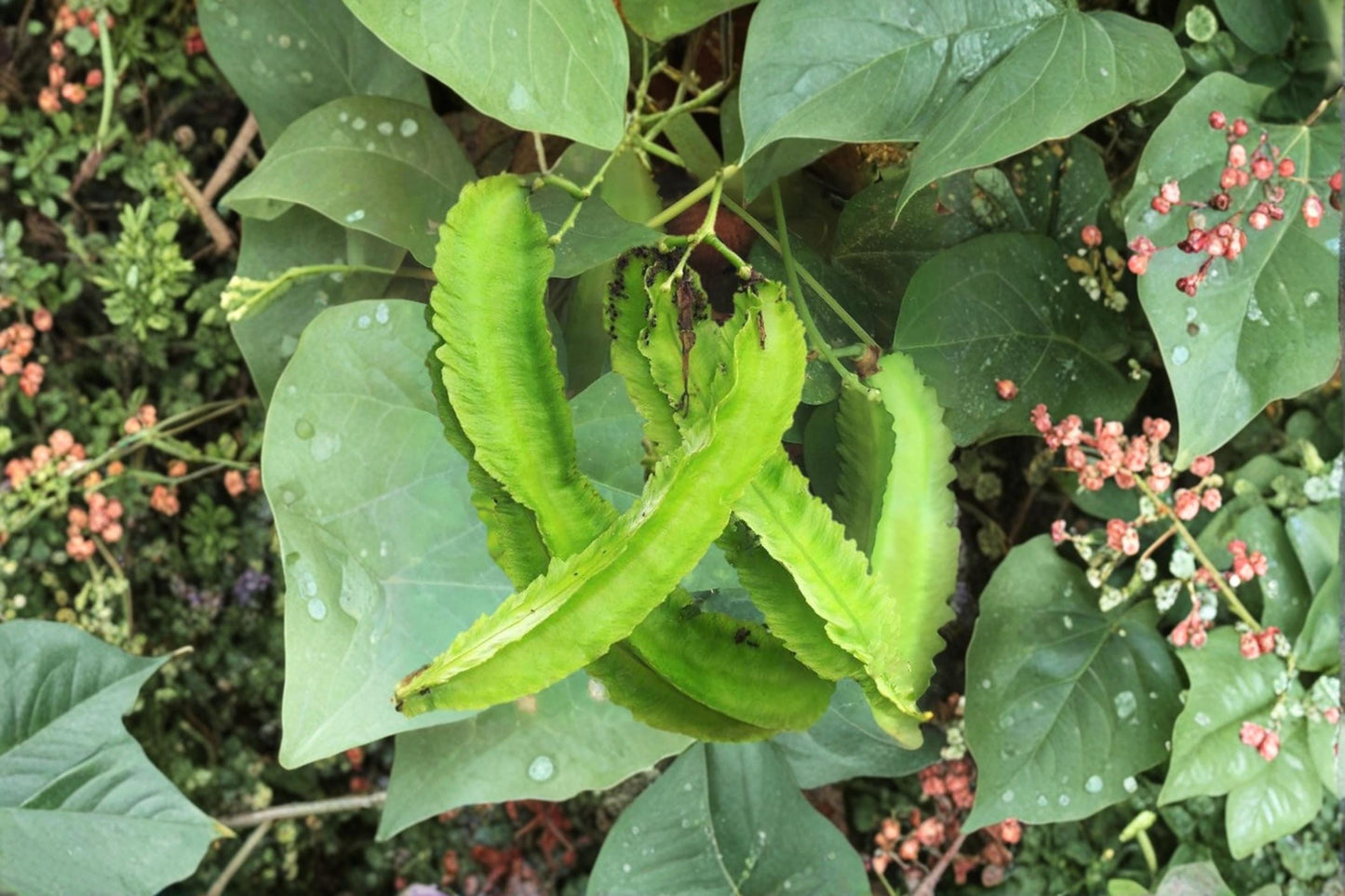 Wing Bean Seeds 20 Pack – Psophocarpus tetragonolobus Tropical Climbing Vegetable Vine for Garden & Vertical Gardening