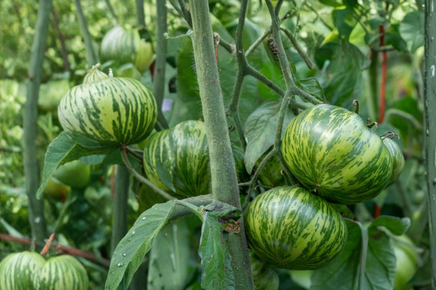 Green Zebra Tomato Seeds – Heirloom Solanum lycopersicum, Green-Striped Fruit, Vegetable Garden Seed, 50 Seeds