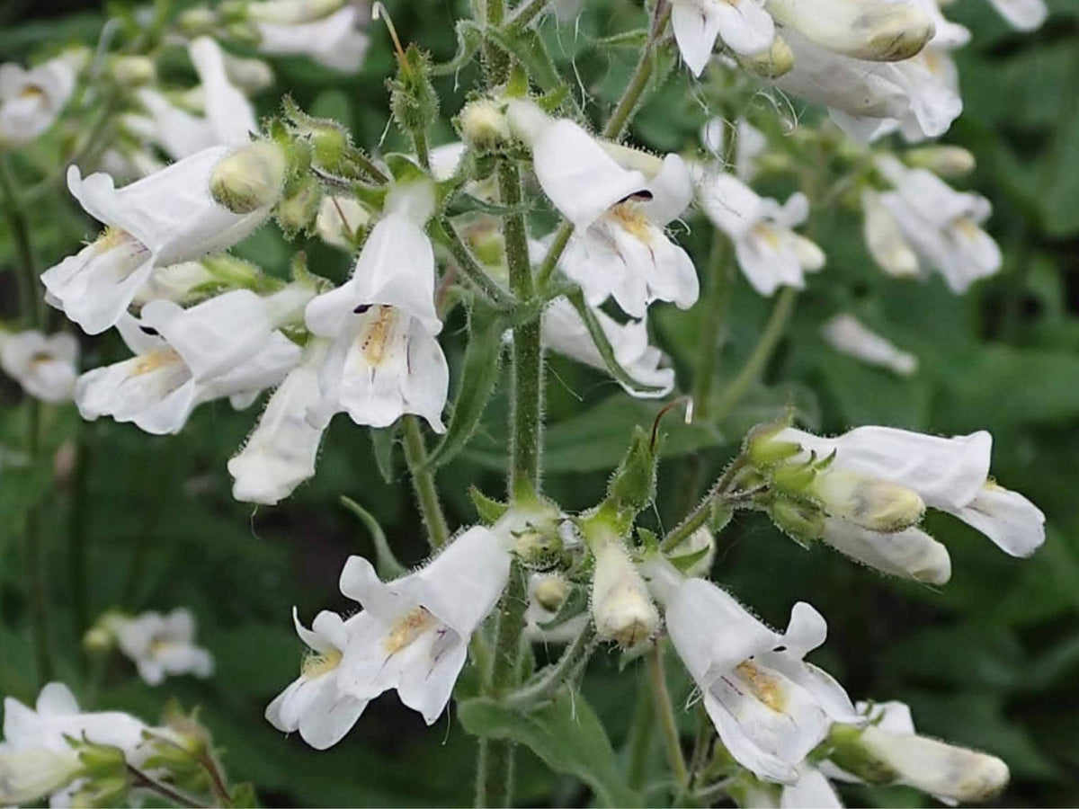 100 Pale Beardtongue Seeds – Penstemon pallidus Wildflower Seeds for Pollinator Garden, Cottage Garden, Natural Landscape