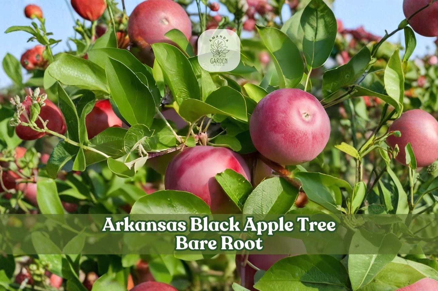 Arkansas Black Apple Tree Bare Root Grafted Malus domestica – 12–18 Inch Heirloom Fruit Tree for Home Orchard