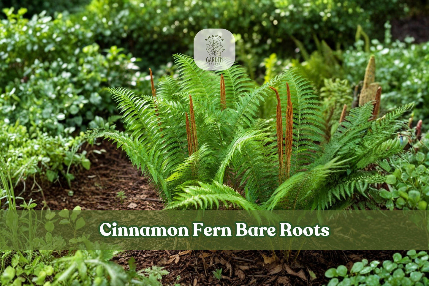 3 Cinnamon Fern Bare Roots | Osmunda cinnamomea Live Fern Plants for Shade Gardens, Woodland Landscapes