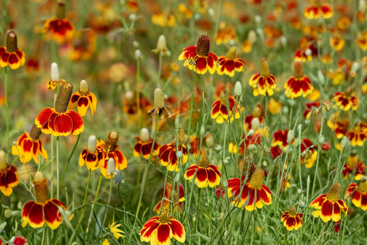 Mexican Hat Seeds – 400 Ratibida columnaris Perennial Wildflower for Gardens, Pollinator, Prairie & Naturalized Landscapes
