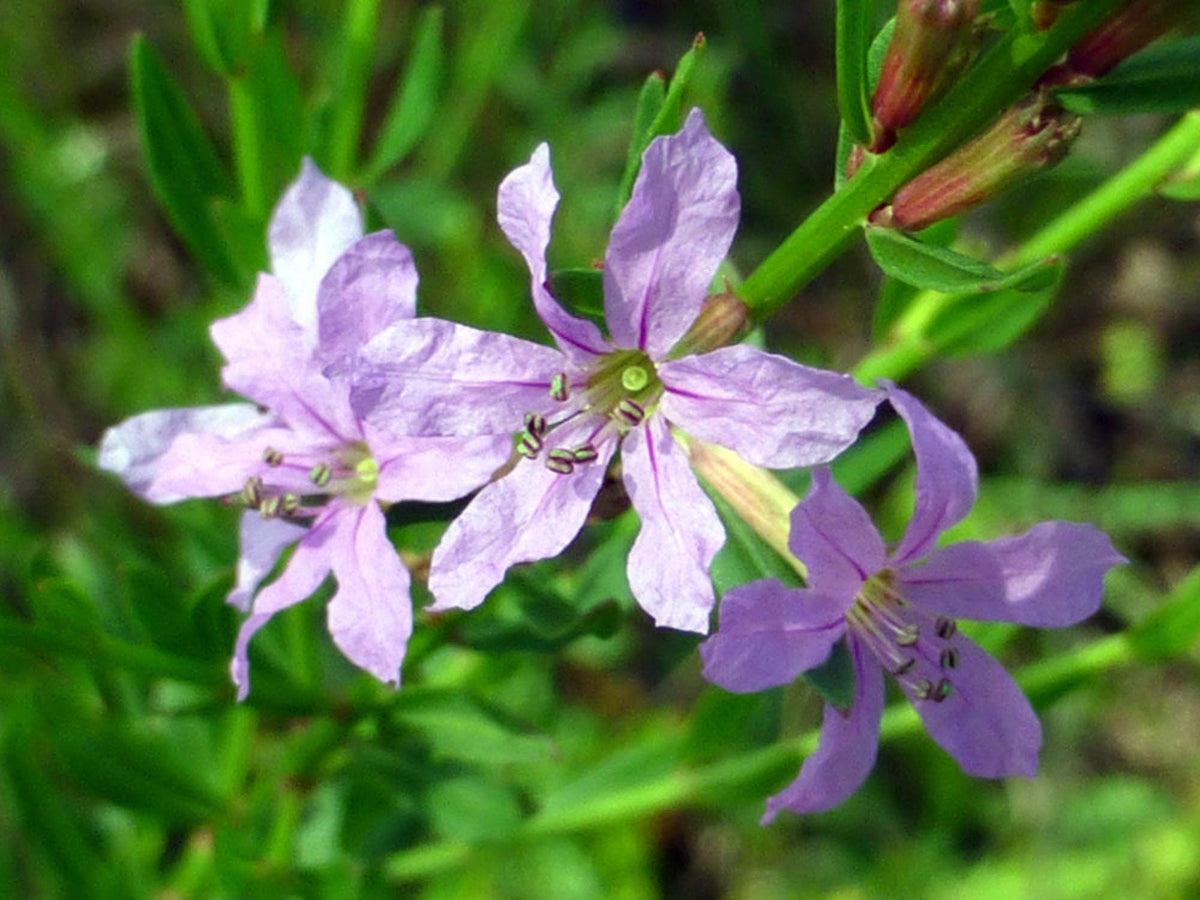 1000 Winged Loosestrife Seeds – Lythrum alatum Wetland Wildflower Seeds for Rain Gardens & Moisture Gardens