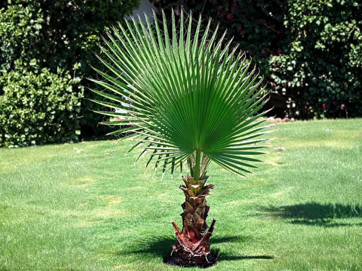 California Fan Palm Seeds – Heirloom Non-GMO Garden Planting Tree – Washingtonia filifera, Fan-Shaped Foliage, Tropical Landscape