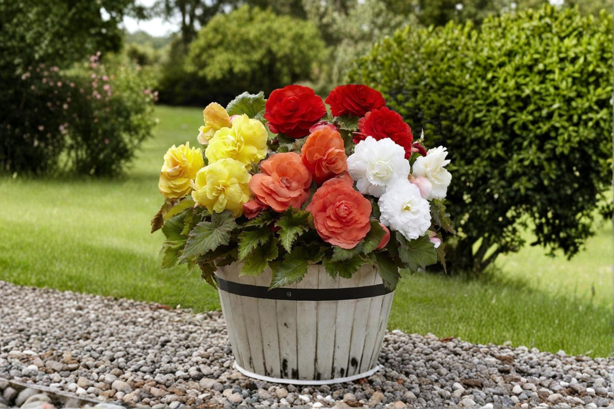Begonia Flower Bulb Mix – Colorful Ornamental Flowering Bulbs for Gardens, Containers & Shade Borders
