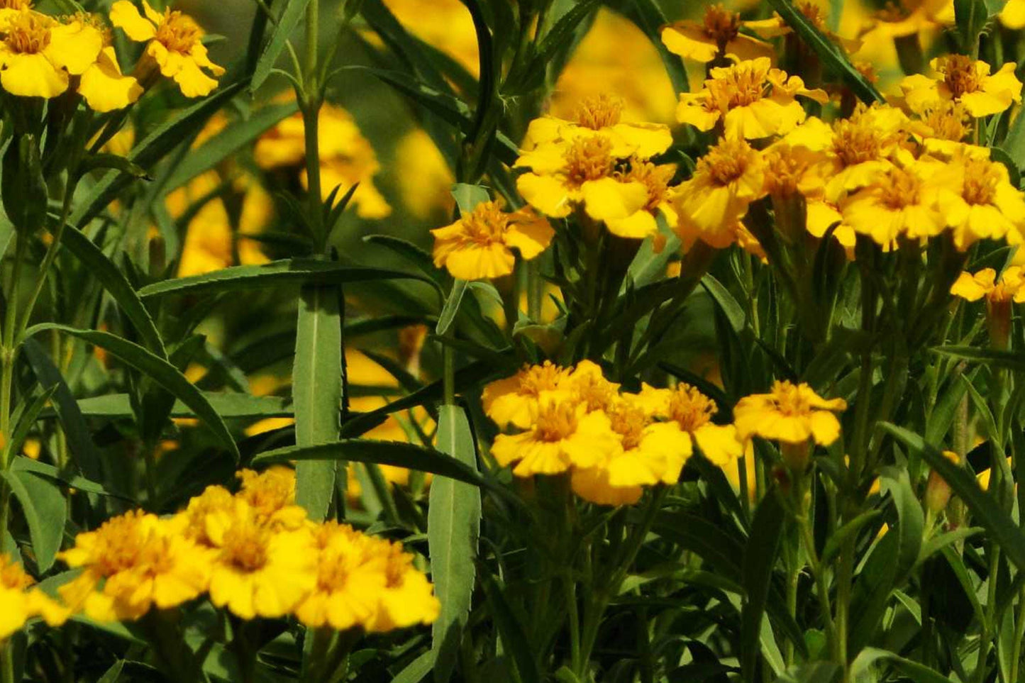 Mexican Mint Marigold Seeds – 75 Pack, Herb, Tagetes lucida, Aromatic Foliage, Bright Yellow Flowers, Perennial Herb for Gardens