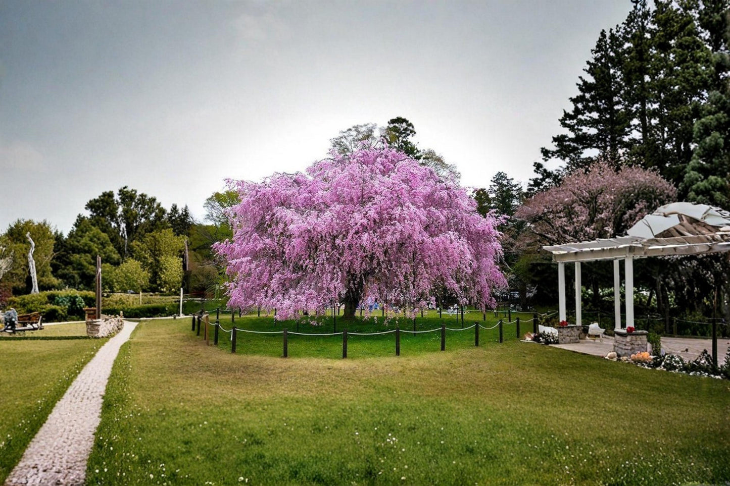 Weeping Cherry Tree Seeds – Higan Cherry (Prunus subhirtella 'Pendula') for Ornamental Landscaping and Bonsai