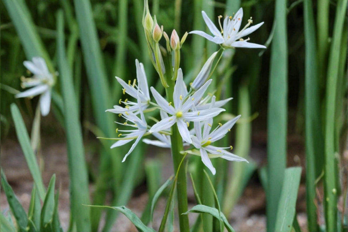 Wild Hyacinth Seeds – Native Perennial Flower, Camassia scilloides, Spring Blooming, Blue Lavender Flowers, Woodland & Prairie Gardens