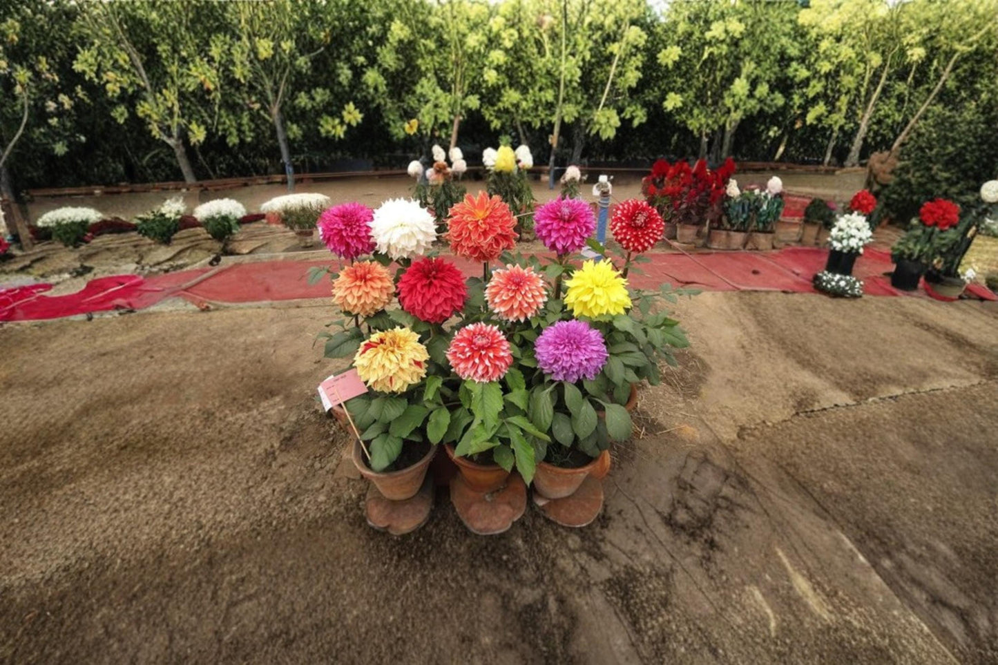 Dahlia Showtime Showpiece Flower Seeds – 30 Seeds, Ornamental Garden Flower, Vibrant Blooms, Dahlia spp.