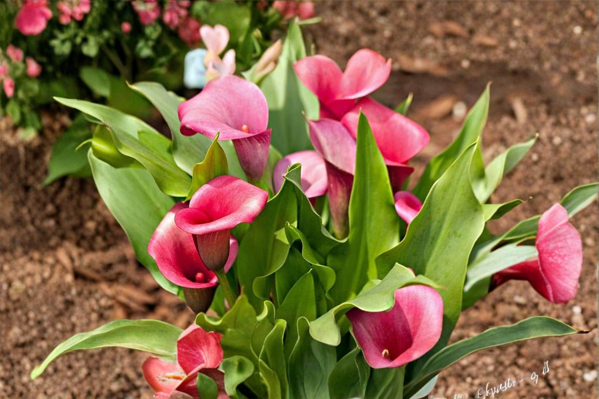 Rehmanni Calla Lily Bulbs – Pink Trumpet Flower Garden Bulbs – Zantedeschia rehmannii for Landscaping & Containers